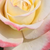Jaune-rose - Rosiers hybrides de thé - Athena®